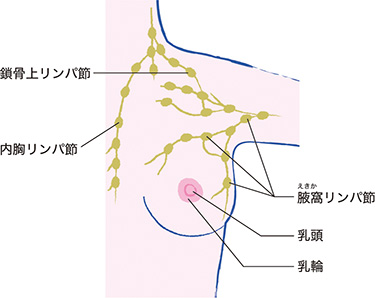 乳房の構造2