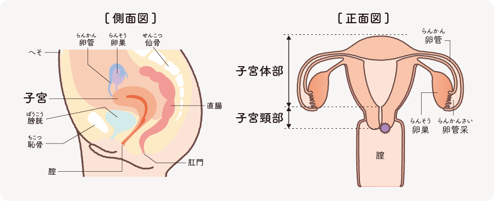 子宮・卵巣の構造を示したイラスト
