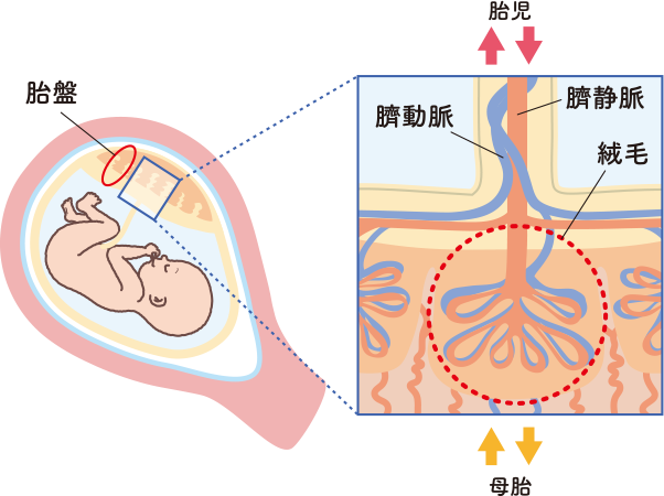 胎盤を構成する絨毛細胞の場所をイラストで解説