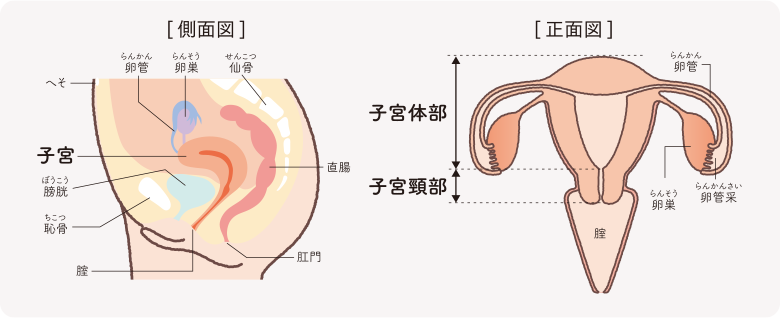 子宮・卵巣の構造を示したイラスト