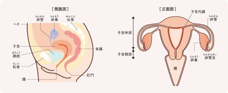 全体的な見通しに影響を与える要因