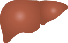 ALT・AFP高値血小板数低値
