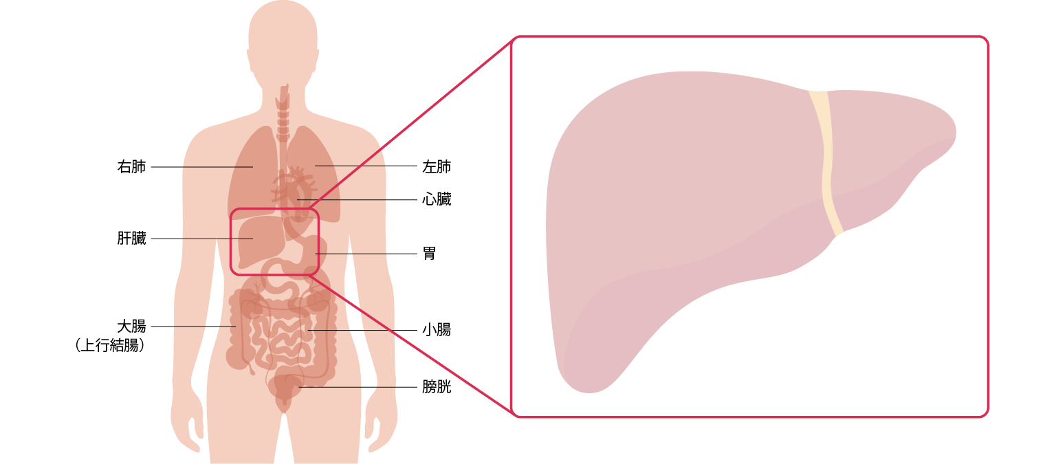 人体をイメージしたイラストのなかで肝臓の位置を示した図