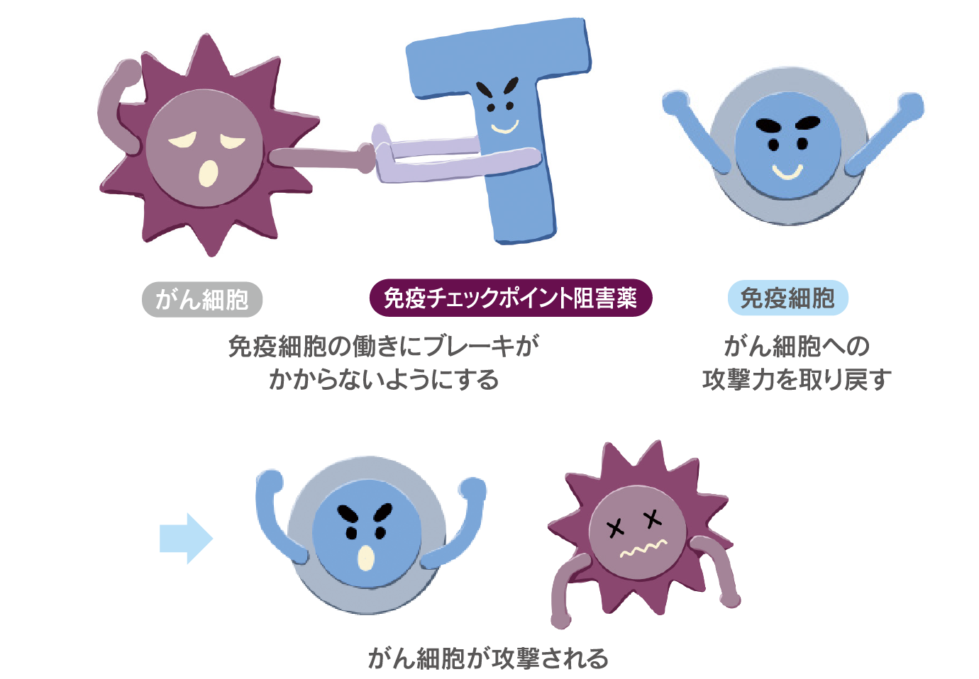 免疫チェックポイント阻害薬は免疫細胞の働きにブレーキがかからないようにする。そうすることで、免疫細胞ががん細胞への攻撃力を取り戻す。