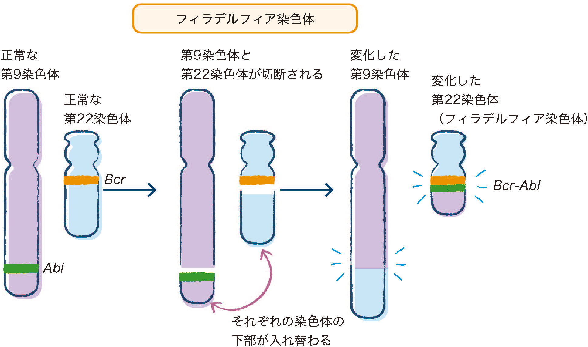  CMLは慢性期の臨床検査でどのように現れますか?