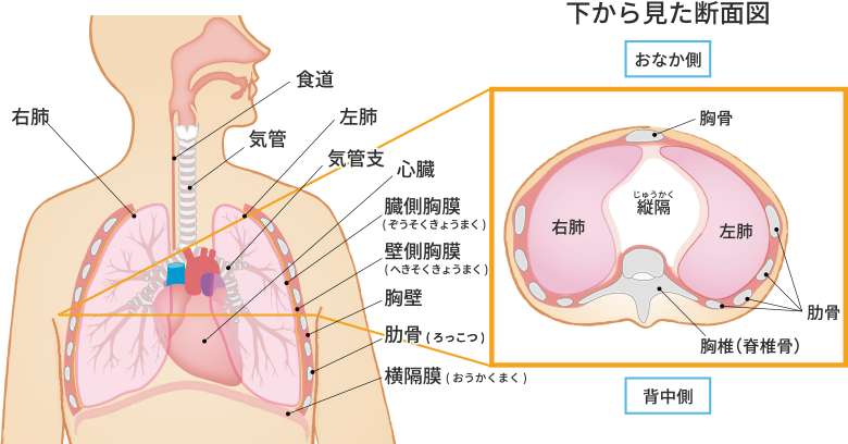 人体における肺の位置を正面および下から見た断面図で解説