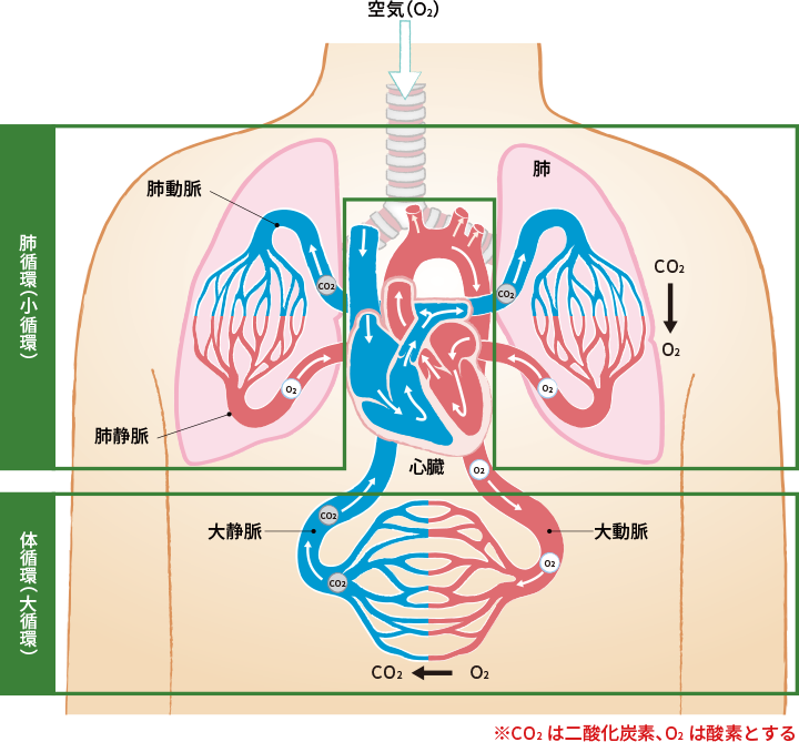 肺循環（小循環）」と体循環（大循環）の様子を人体イメージで解説