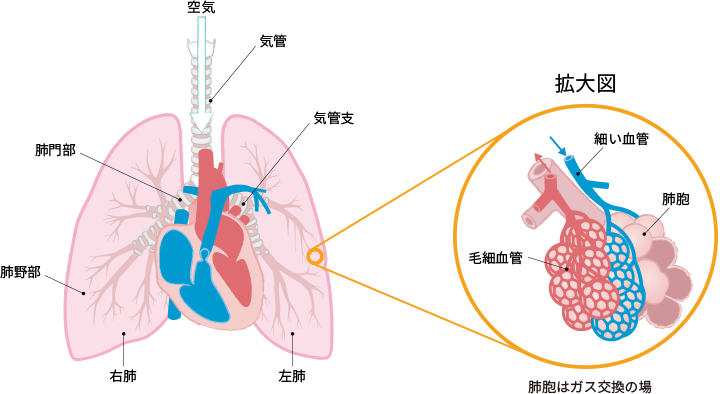 肺のイラストから拡大図で肺胞を示し、肺胞が血液中のガス交換の場であることを図解
