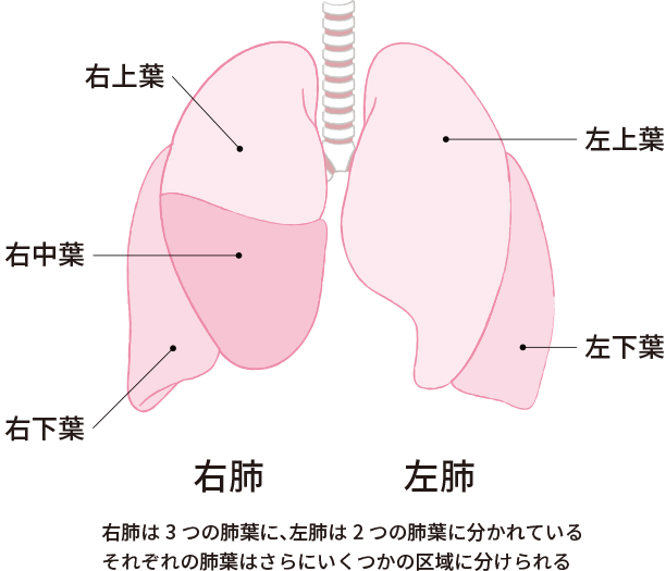 肺のイラストを提示し、5つの肺葉に分かれていることを図解。右肺は3つの肺葉に、左肺は2つの肺葉に分かれていて、それぞれの肺葉はさらにいくつかの区域に分けられている。