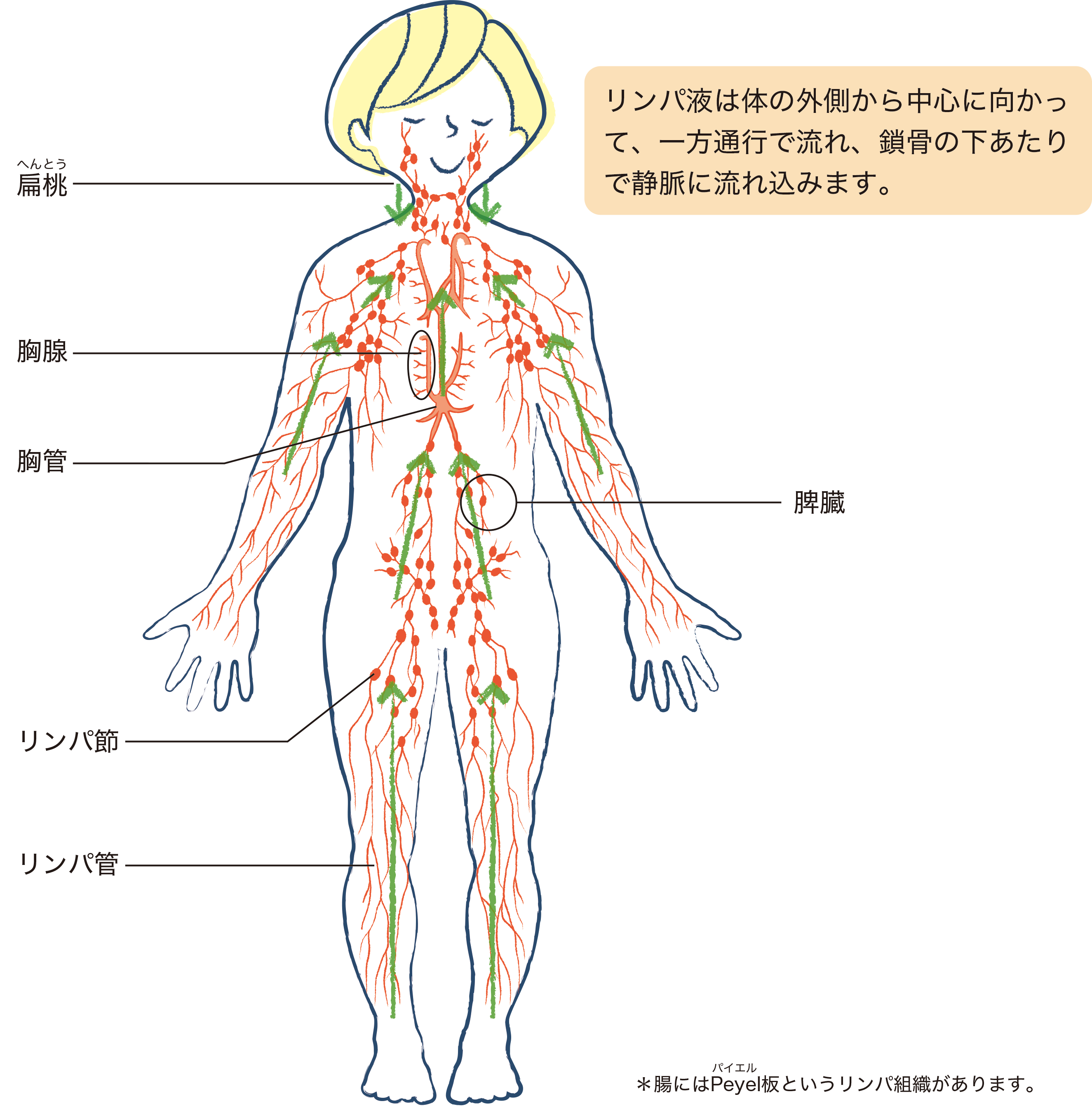 リンパ組織のイメージ図。リンパ液は体の外側から中心に向かって、一方通行で流れ、鎖骨の下あたりで静脈に流れ込みます。
