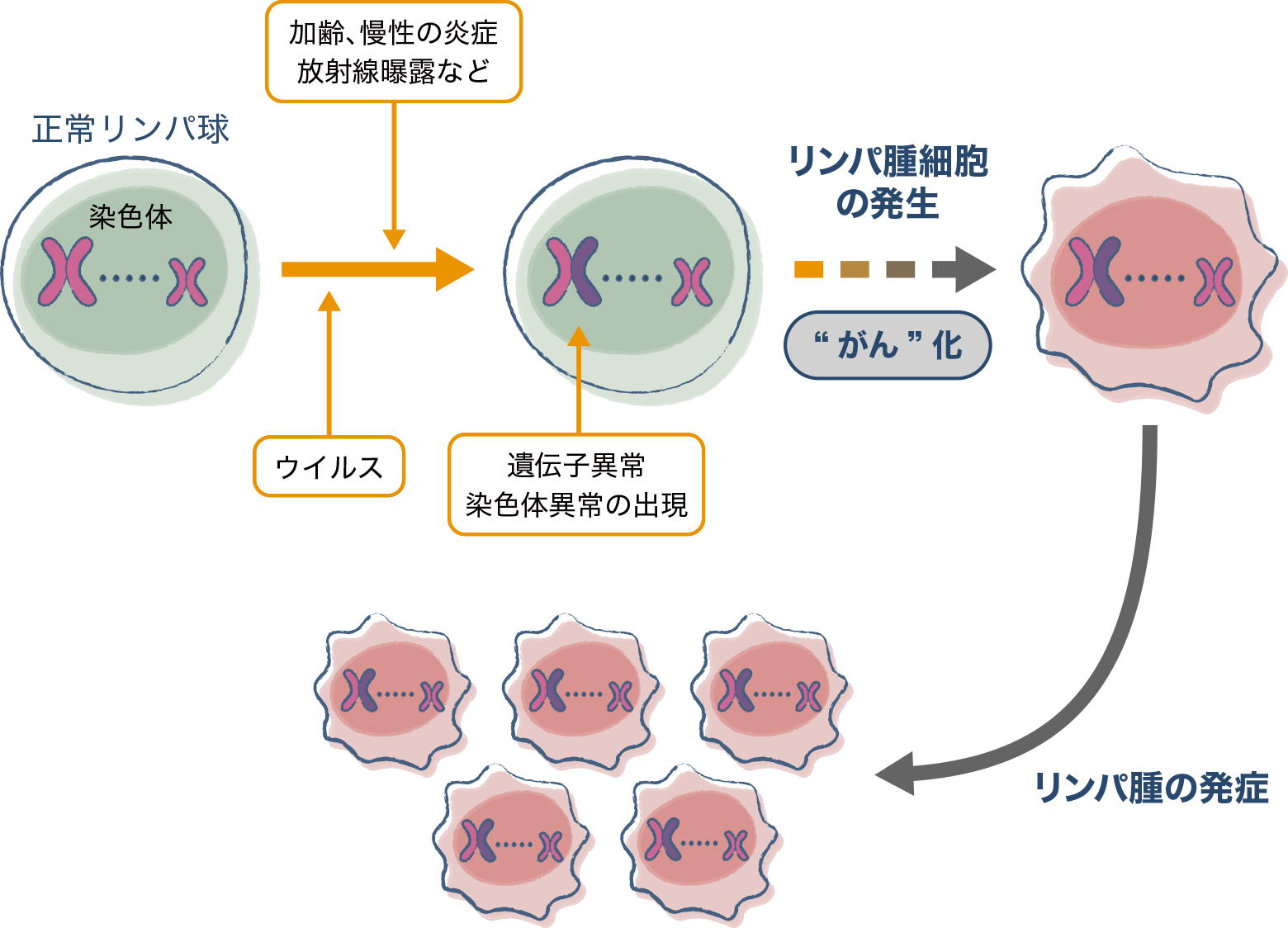 リンパ腫の予防