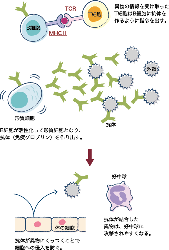形質細胞と抗体の役割を図式化。異物の情報を受け取ったT細胞はB細胞に抗体を作り出すように指令を出す。B細胞が活性化して形質細胞となり、抗体を作り出す。抗体が結合した異物は好中球に攻撃されやすくなる。