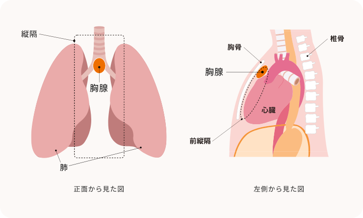 人体を正面と左側から見た図で胸腺の位置を示したイラスト